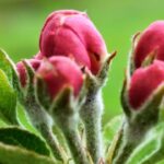 apple-buds